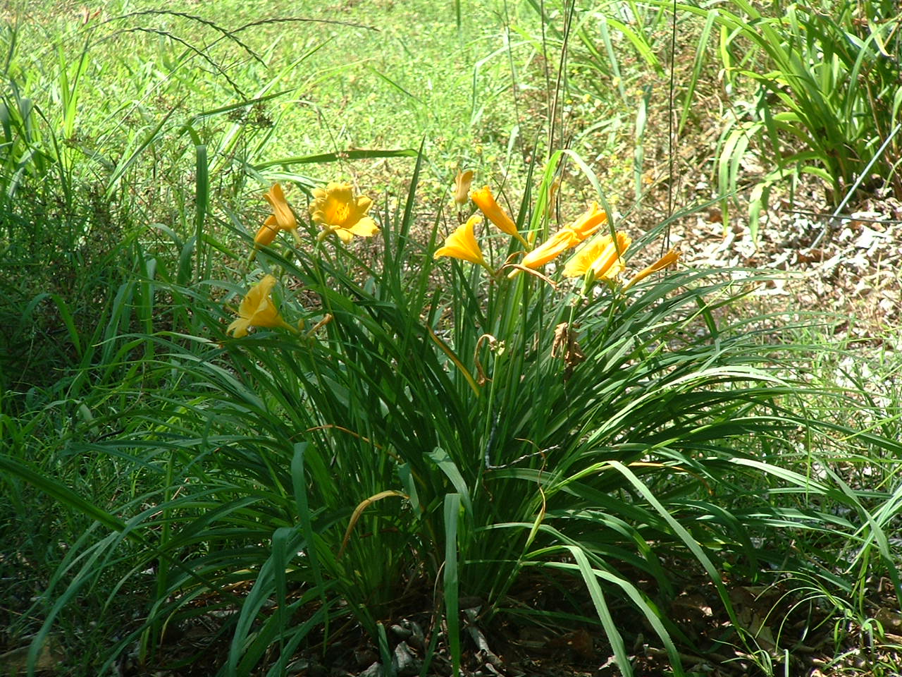 Daylily in 2008